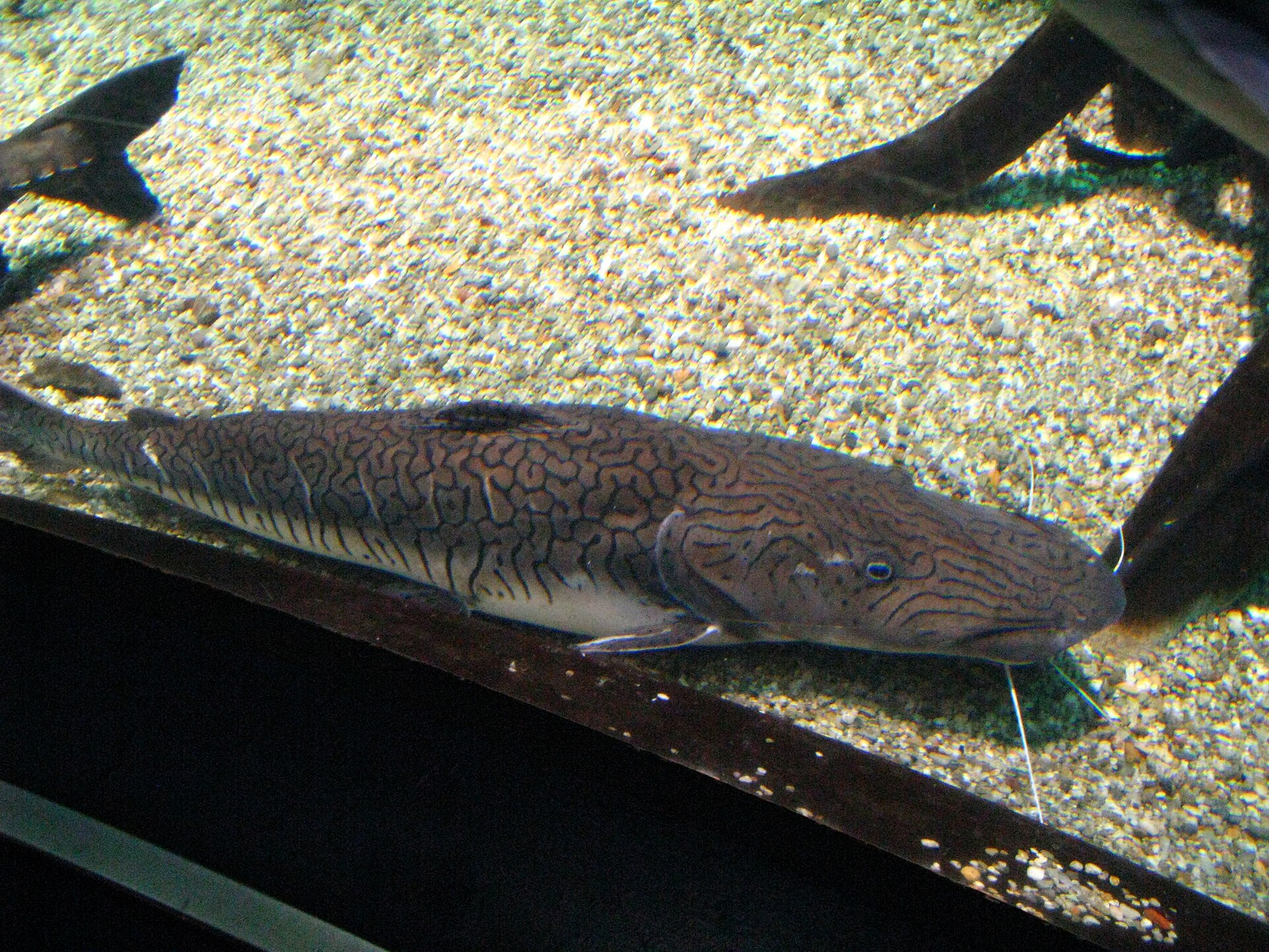 Barred Sorubim (Pseudoplatystoma fasciatum)