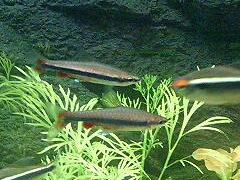 Beckford's Pencilfish (Nannostomus beckfordi)