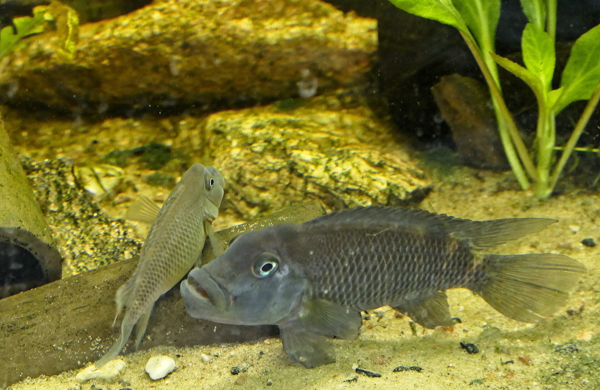 Close view of Blockhead Cichlid (Steatocranus casuarius)