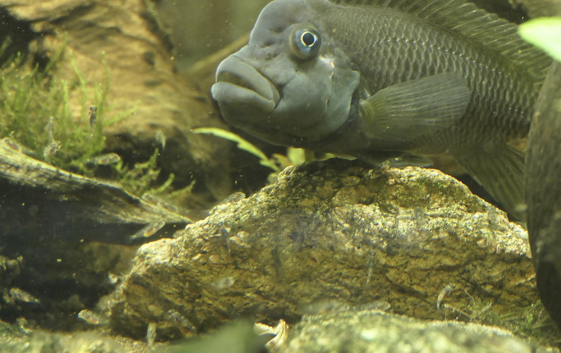 Blockhead Cichlid (Steatocranus casuarius)