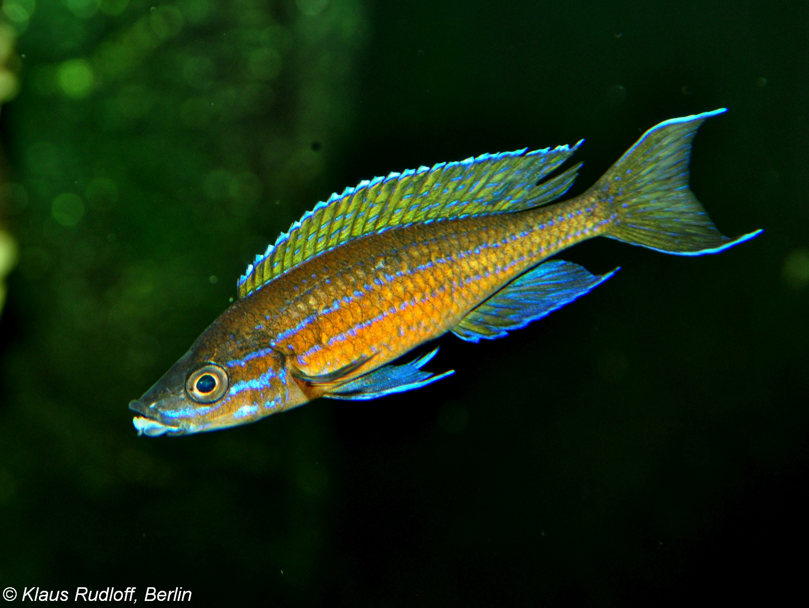Blue Neon Cyprichromis (Paracyprichromis nigripinnis)