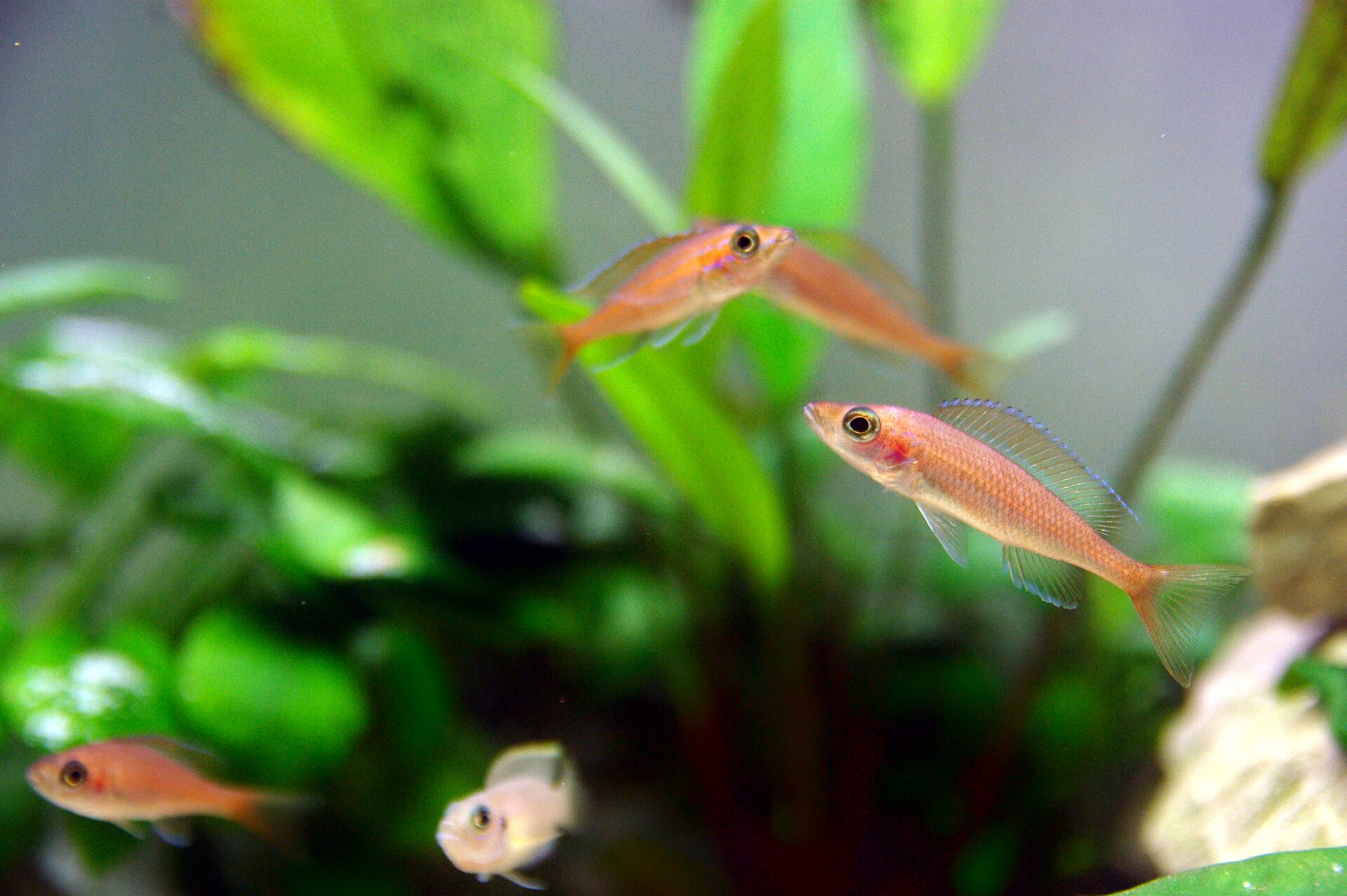 Blue Neon Cyprichromis (Paracyprichromis nigripinnis)
