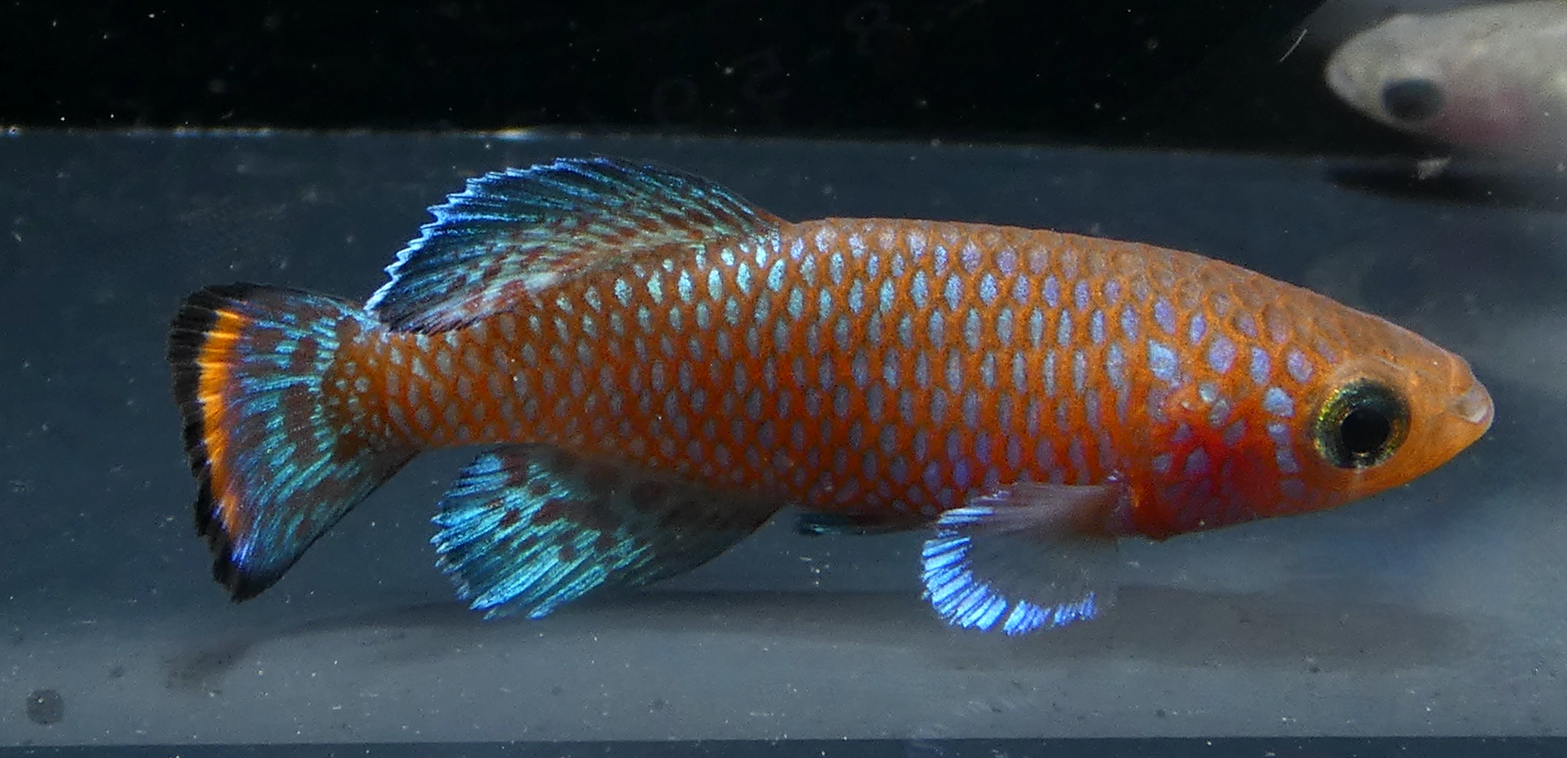 Close view of Bluefin Notho (Nothobranchius rachovii)