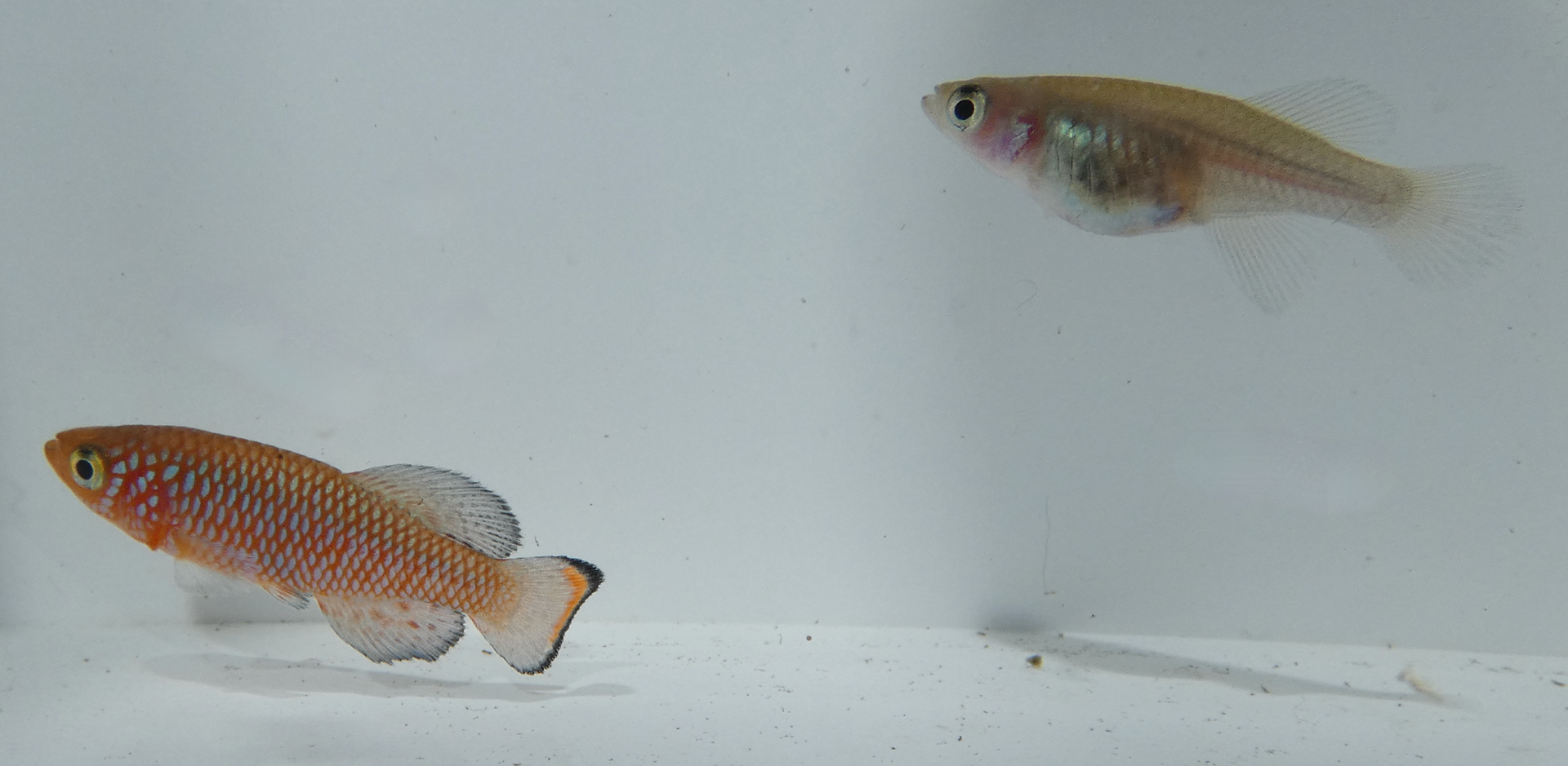 Bluefin Notho (Nothobranchius rachovii)