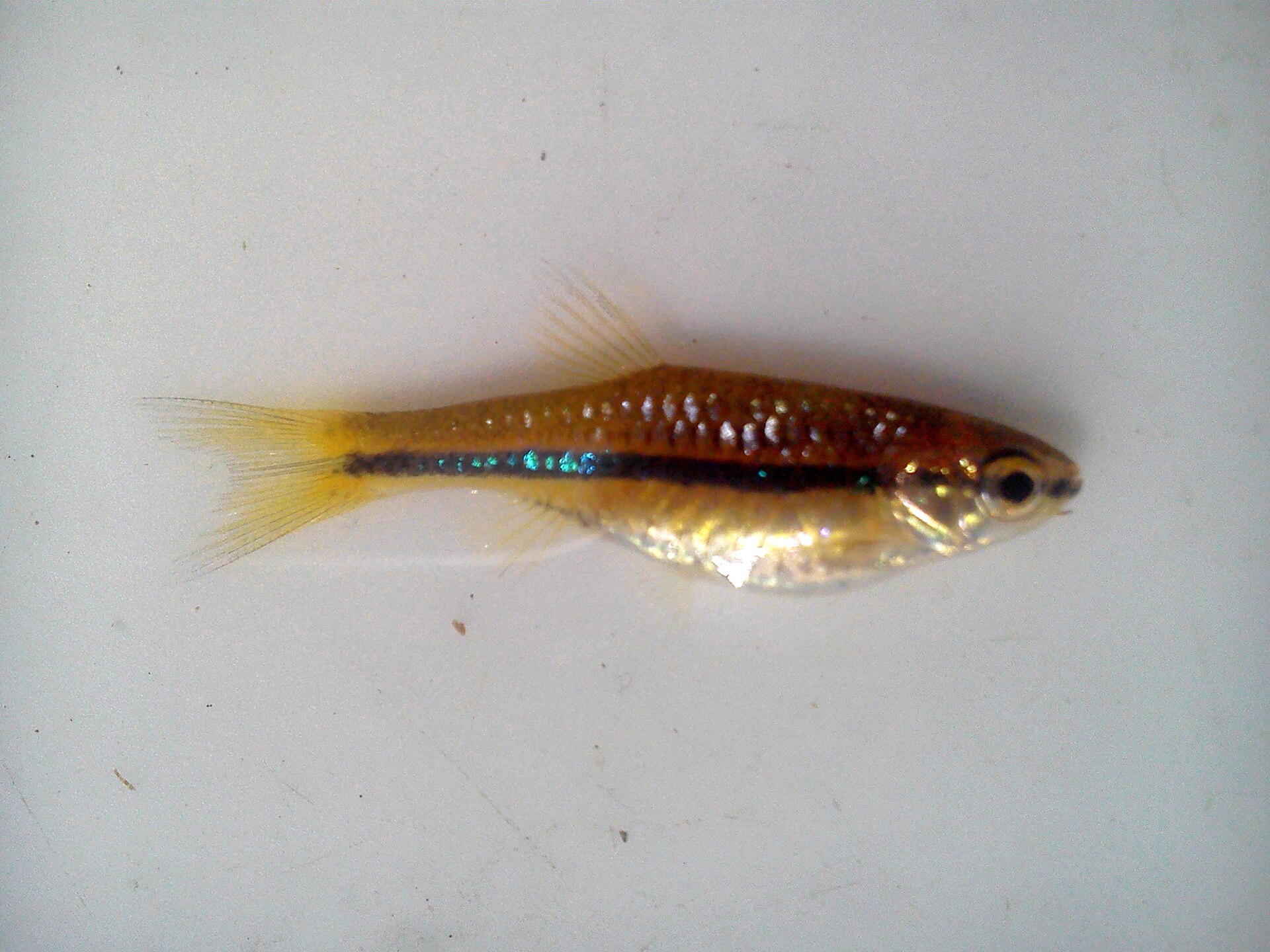 Brilliant Rasbora (Rasbora einthovenii)
