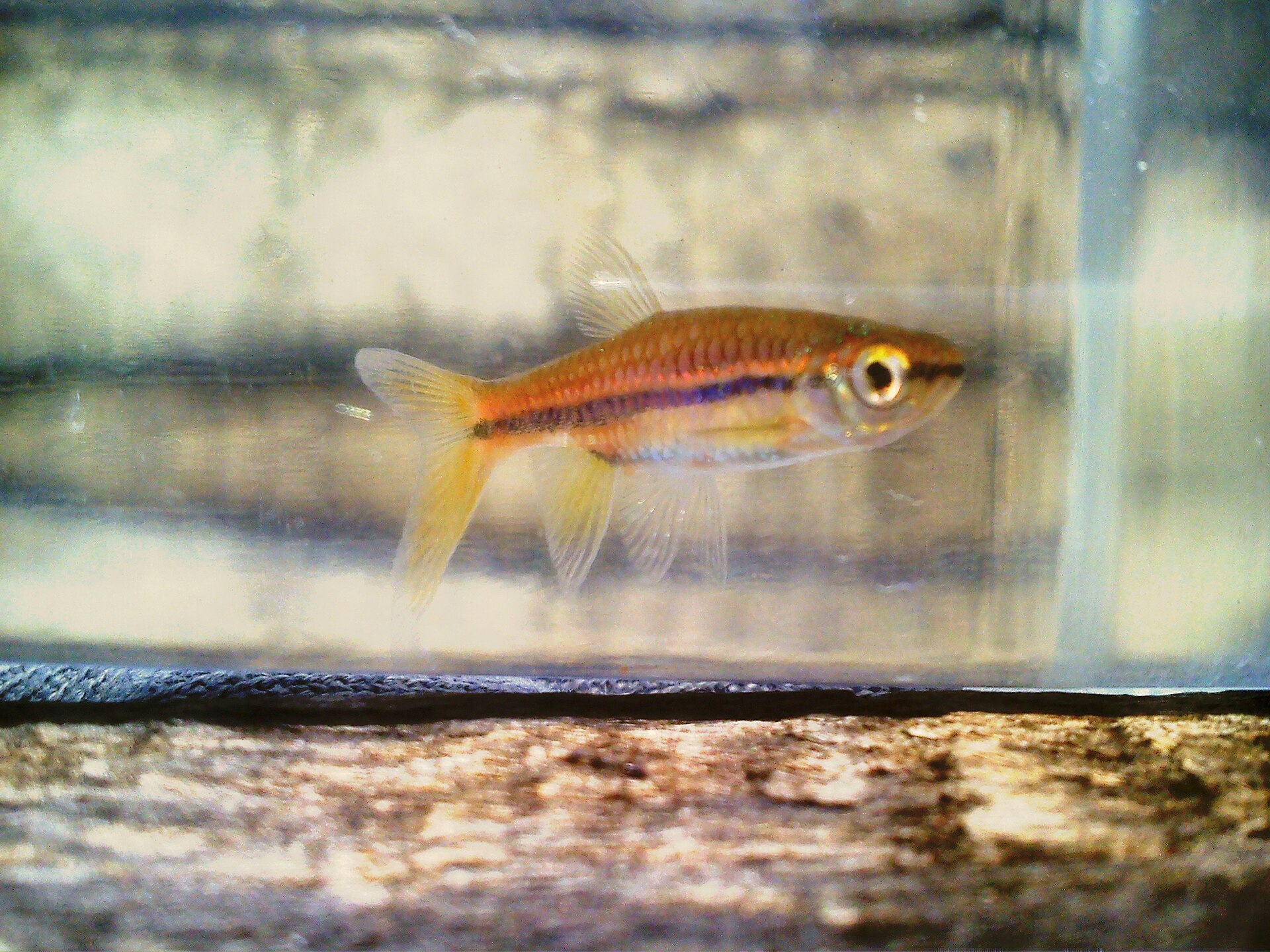 Brilliant Rasbora (Rasbora einthovenii)