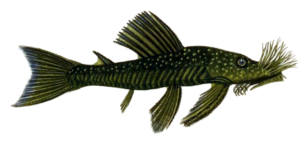 Close view of Bristlenose Pleco (Ancistrus cirrhosus)