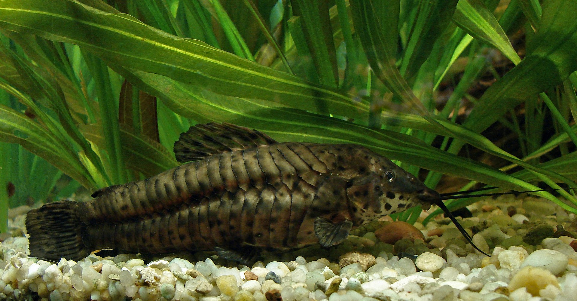 Brown Hoplo (Megalechis thoracata)