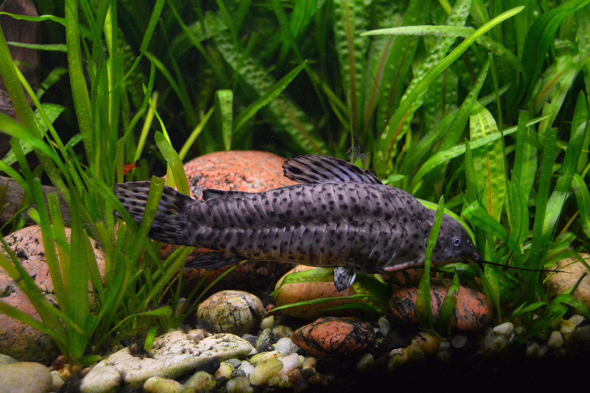 Brown Hoplo (Megalechis thoracata)