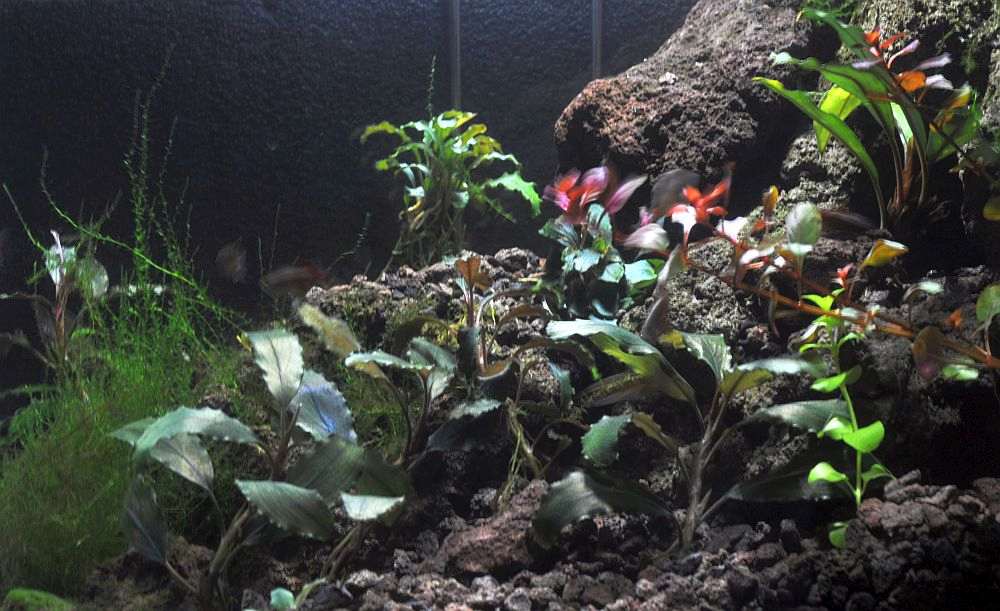 Bucephalandra aquarium plants with wavy green leaves