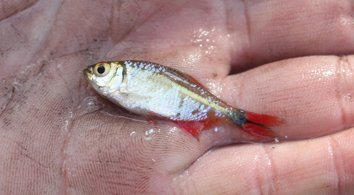 Buenos Aires Tetra (Hyphessobrycon anisitsi)