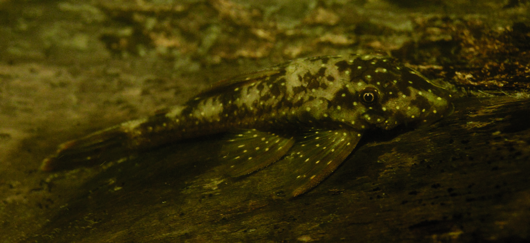 Bushynose Ancistrus (Ancistrus temminckii)