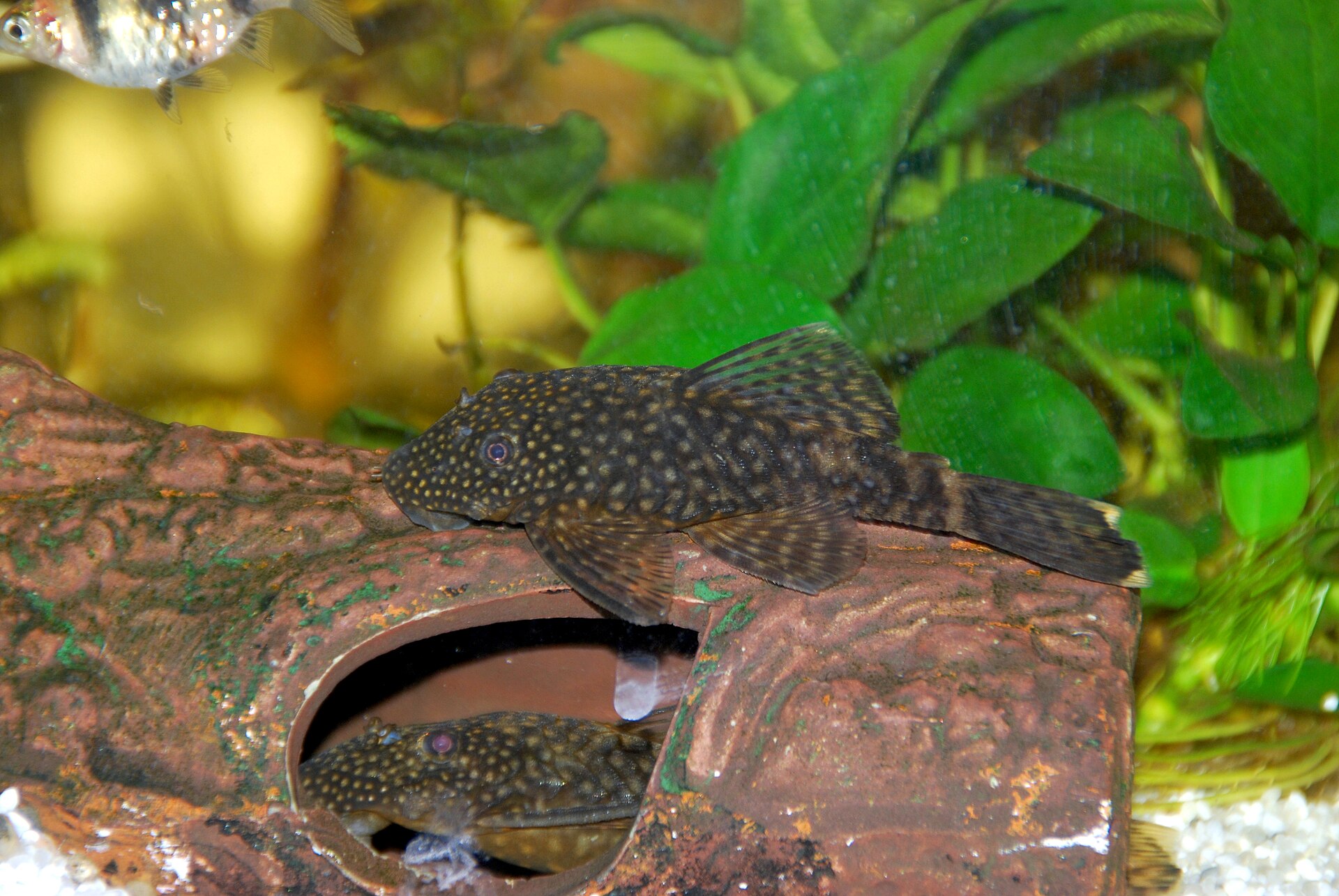 Bushynose Ancistrus (Ancistrus temminckii)