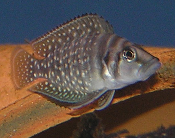 Close view of Calvus Cichlid (Altolamprologus calvus)