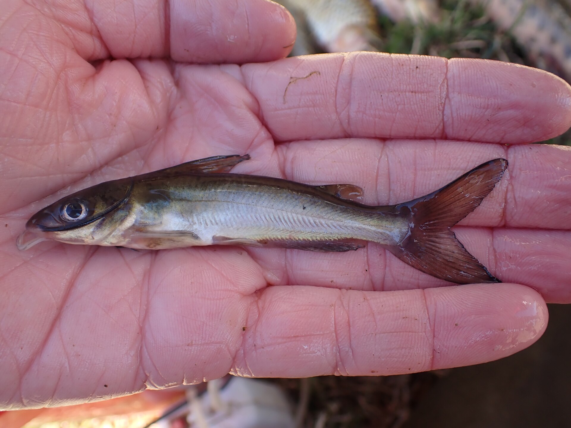 Channel Catfish (Ictalurus punctatus)