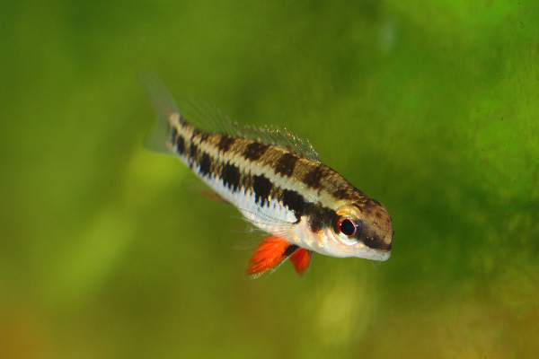 Checkerboard Cichlid (Dicrossus filamentosus)