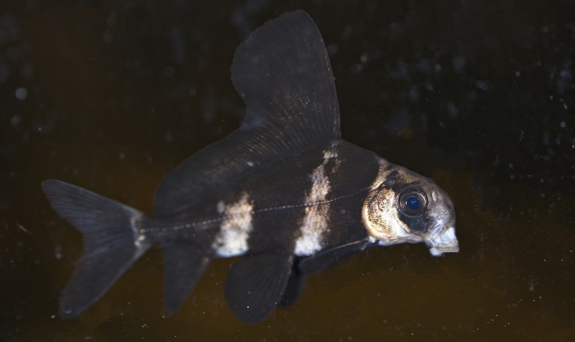 Chinese High-fin Banded Shark (Myxocyprinus asiaticus)