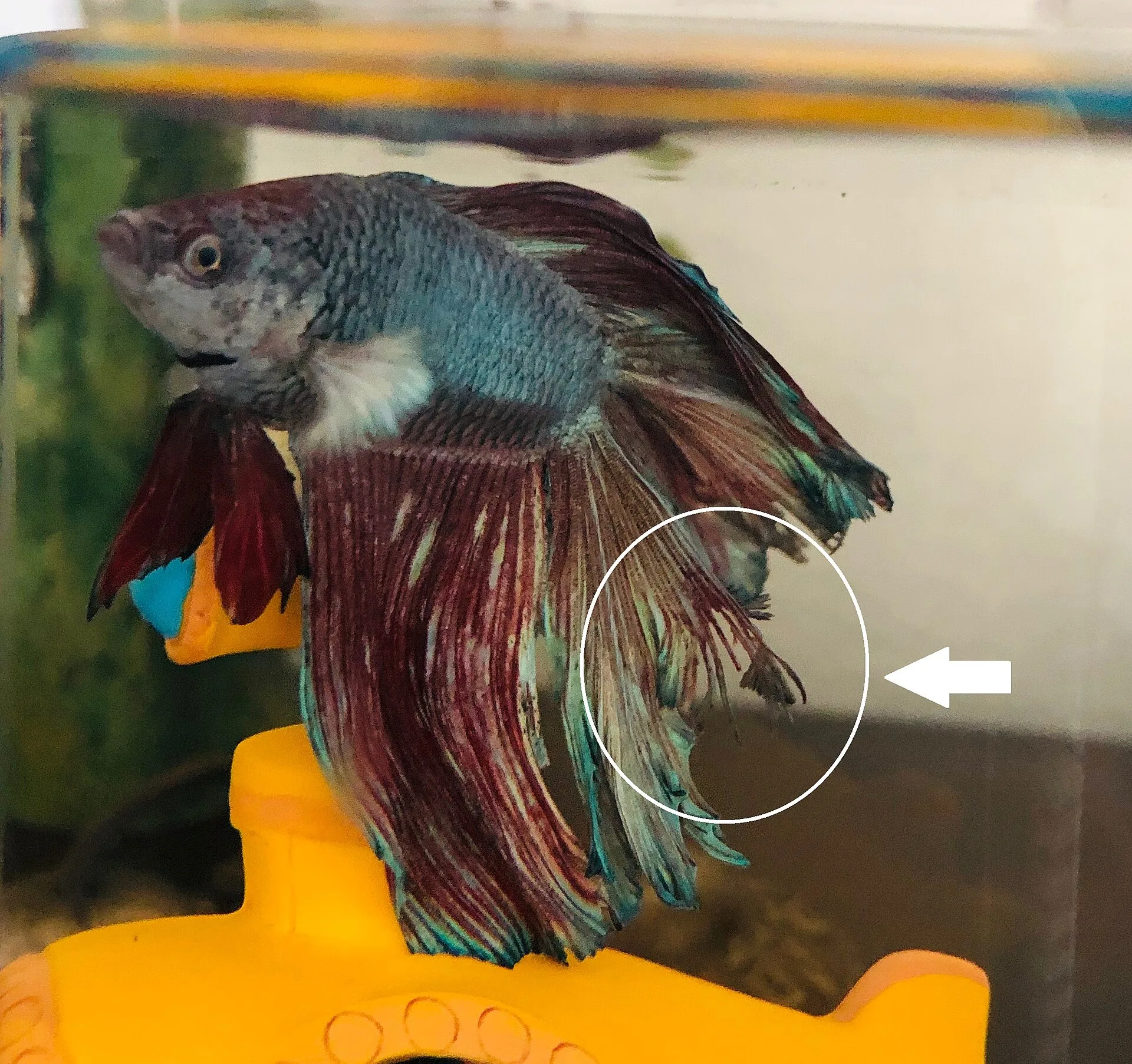 Betta fish with damaged fins — a health symptom to check
