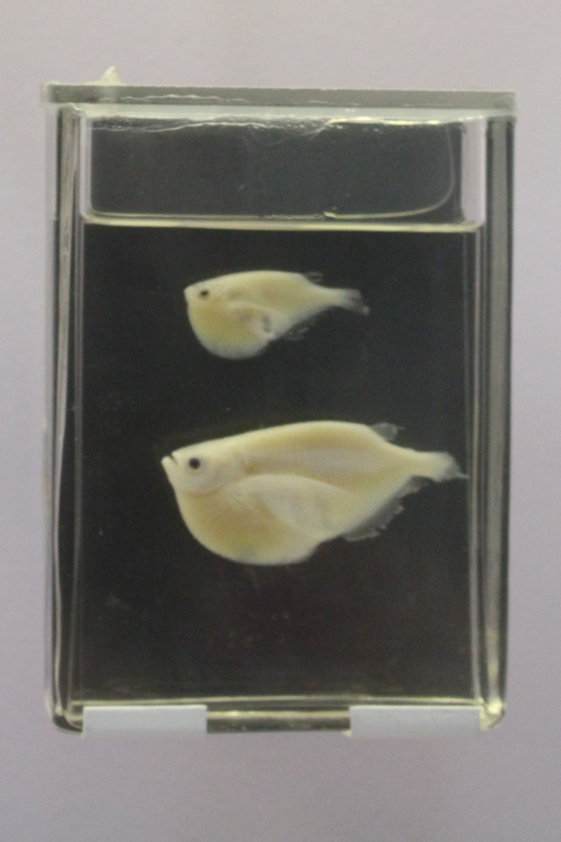 Common Hatchetfish (Gasteropelecus sternicla)