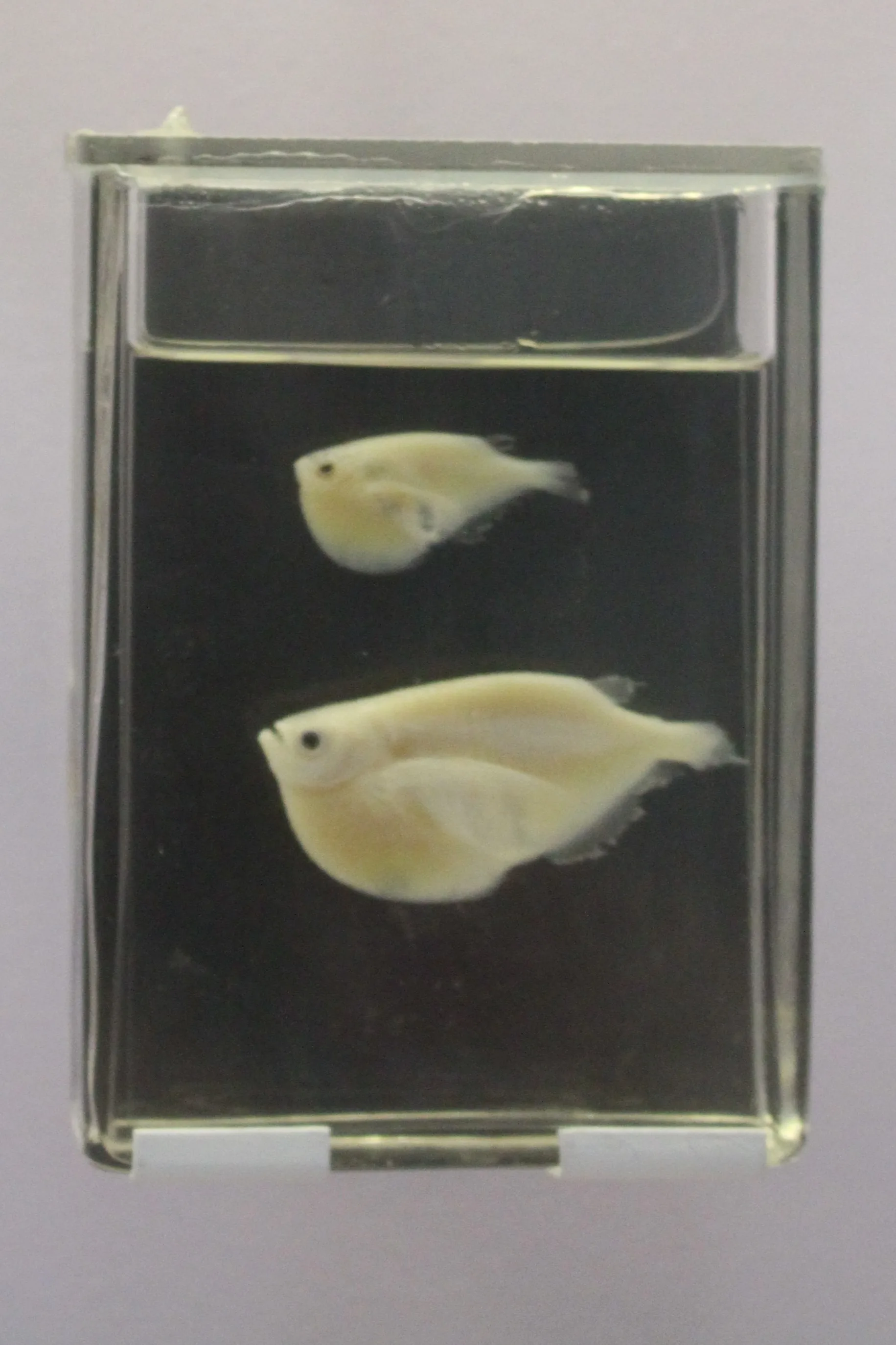 Common Hatchetfish (Gasteropelecus sternicla)