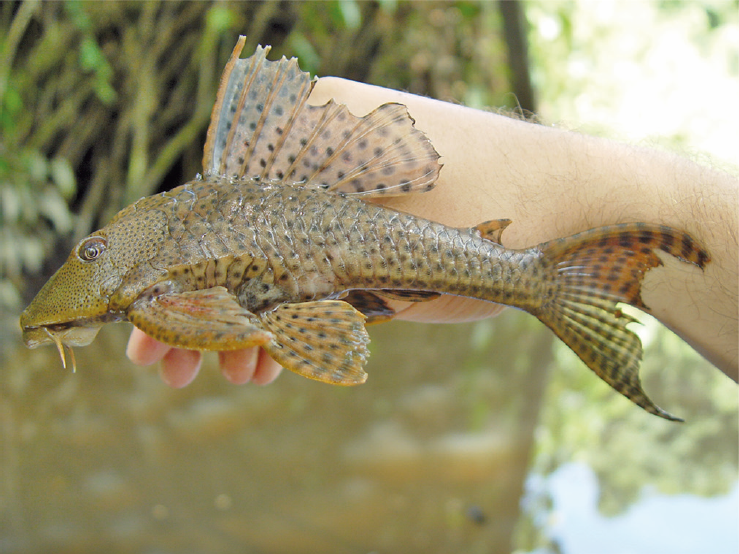 Common Pleco (Hypostomus plecostomus)