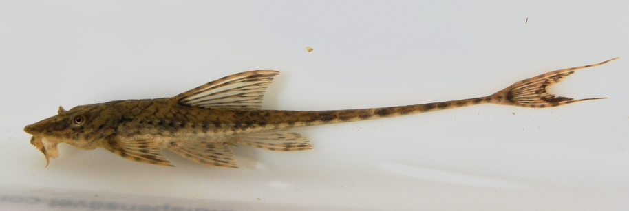 Common Whiptail (Rineloricaria parva)