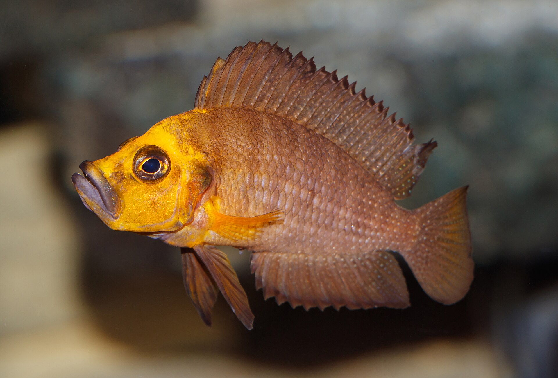 Compressed Altolamprologus (Altolamprologus compressiceps)