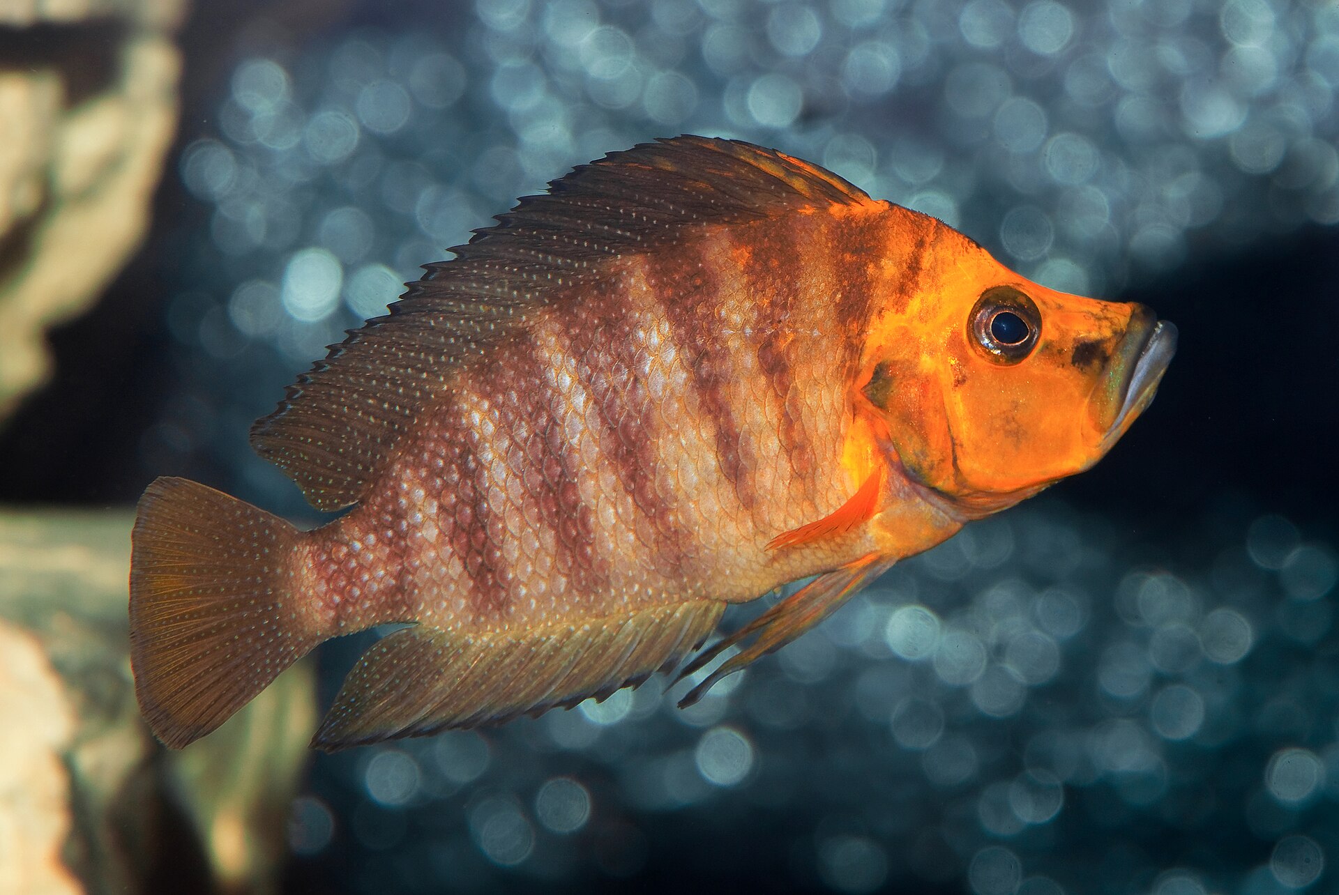 Compressed Altolamprologus (Altolamprologus compressiceps)