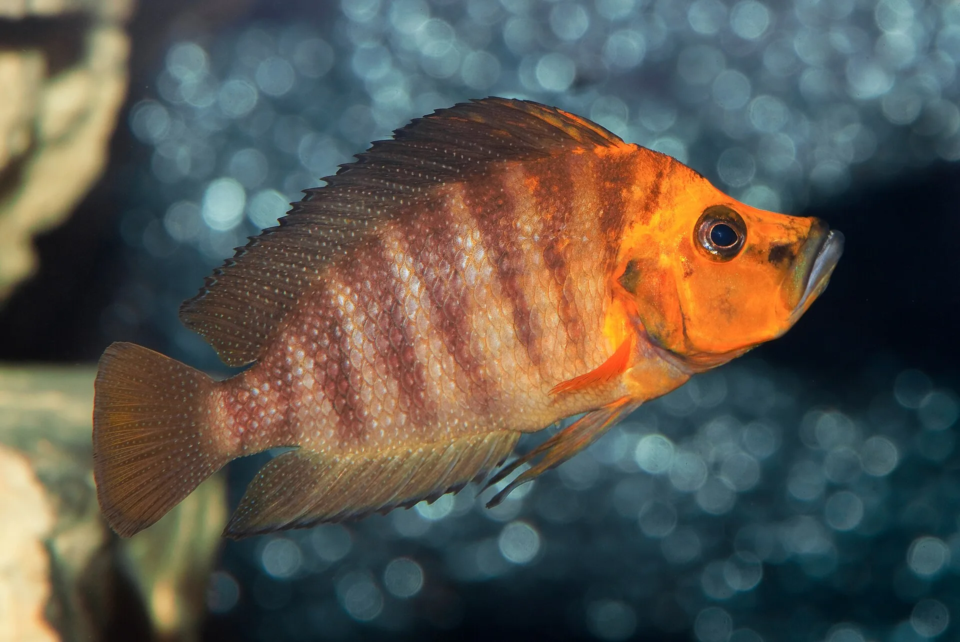 Compressed Altolamprologus (Altolamprologus compressiceps)