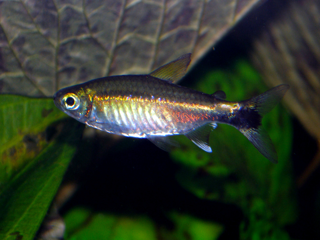 Costello Tetra (Hemigrammus hyanuary)