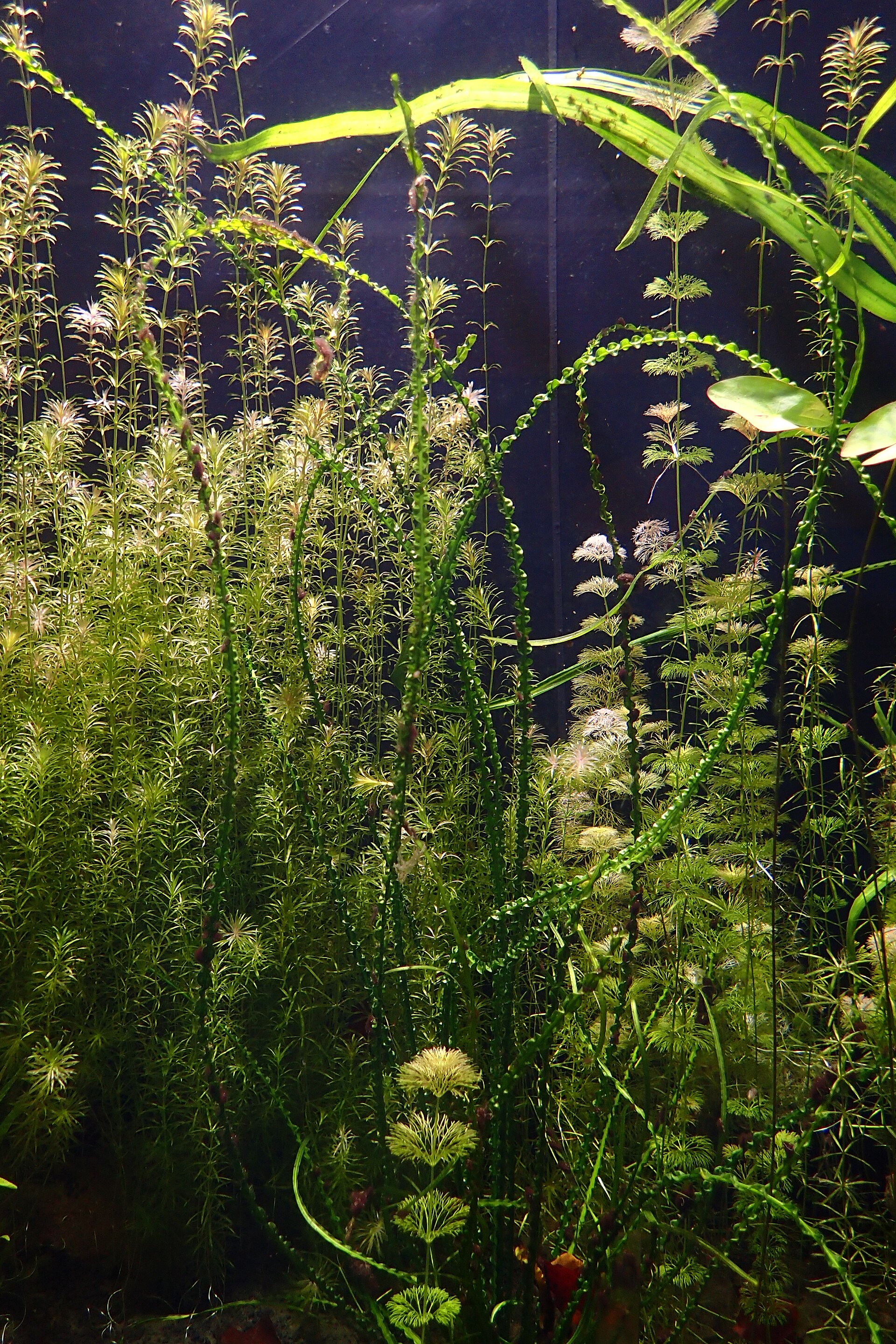 Crinum calamistratum aquatic plant