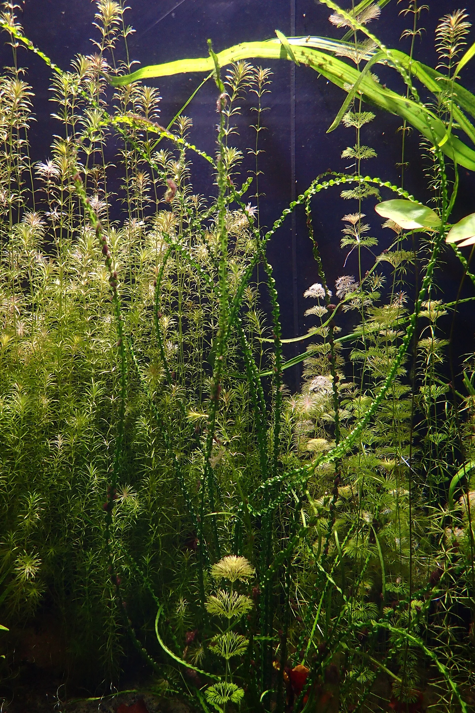 Crinum calamistratum aquatic plant