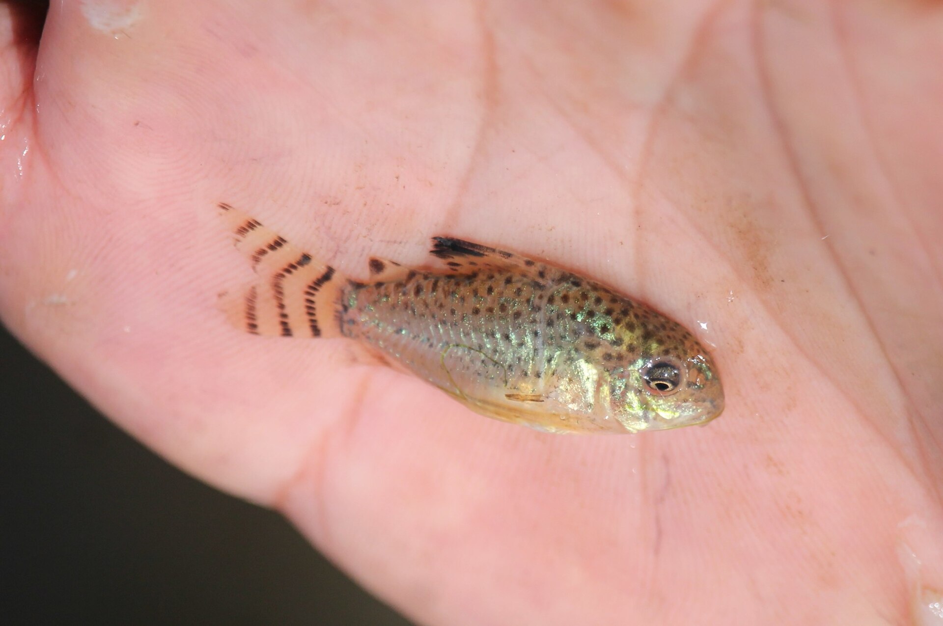 Cruz's Corydoras (Corydoras cruziensis)