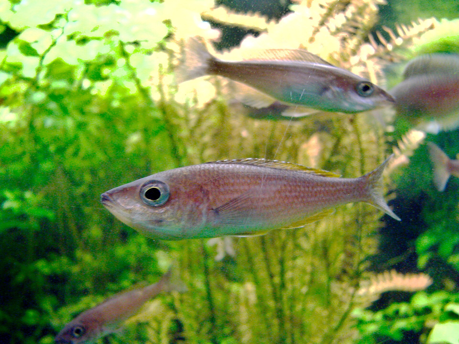 Close view of Cyprichromis Leptosoma (Cyprichromis leptosoma)