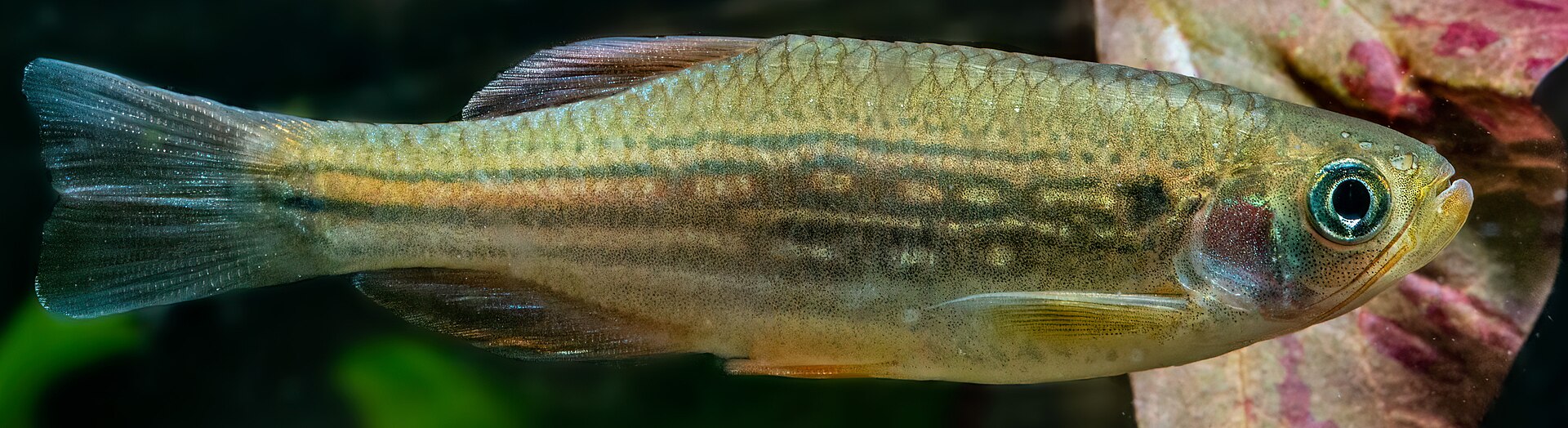 Dangila Danio (Danio dangila)