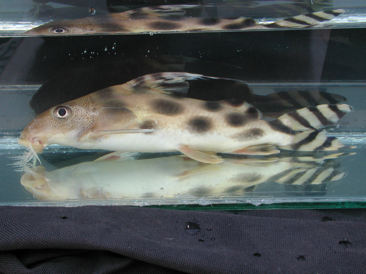 Decorated Synodontis (Synodontis decorus)