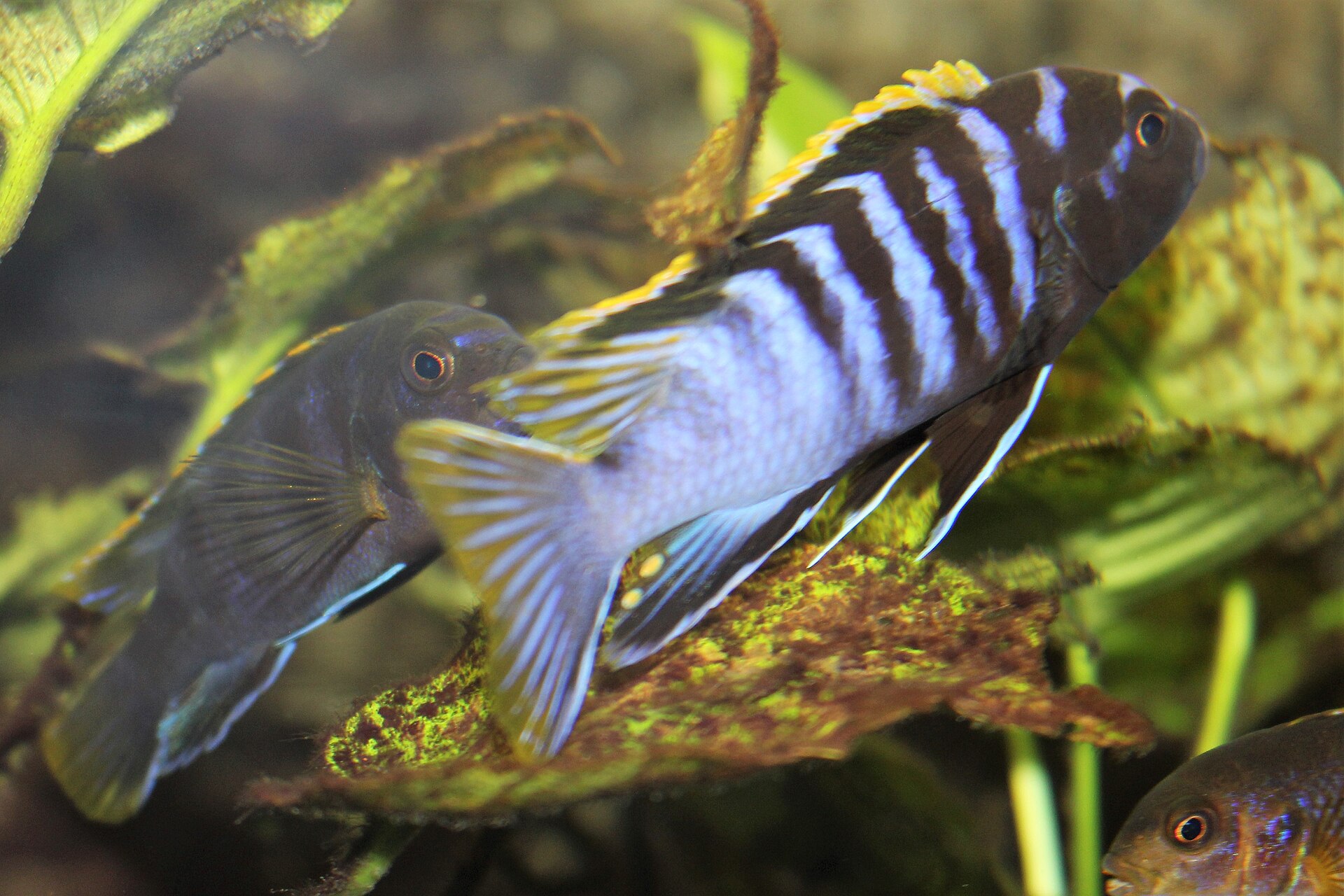 Close view of Demasoni Cichlid (Pseudotropheus demasoni)