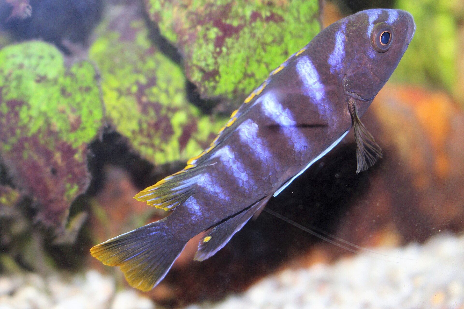 Demasoni Cichlid (Pseudotropheus demasoni)