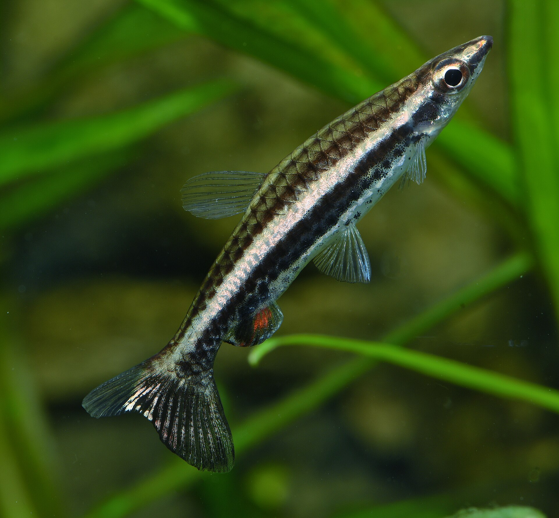 Close view of Diptail Pencilfish (Nannostomus eques)