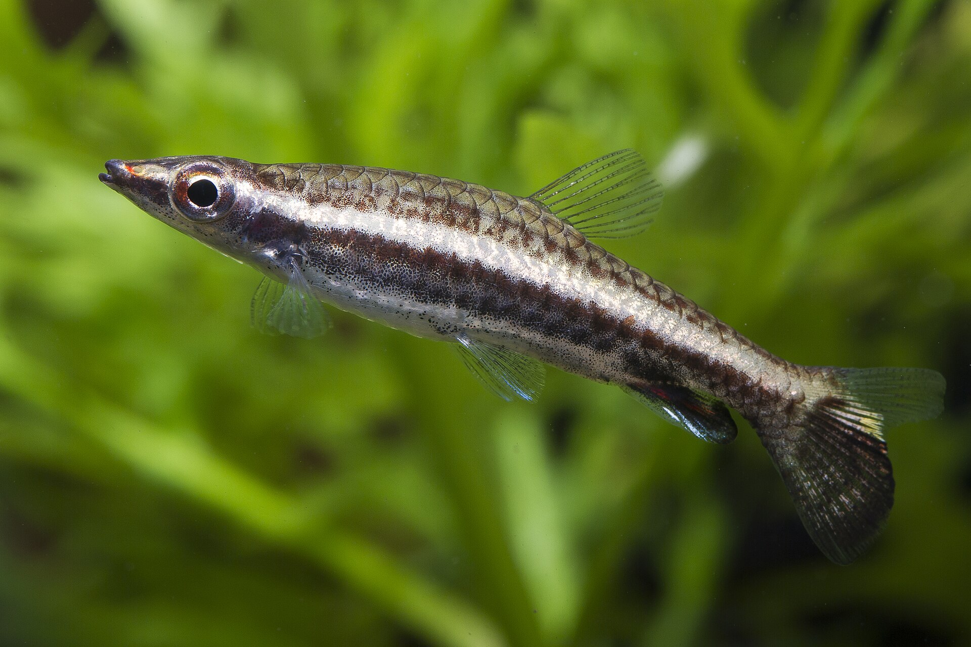 Diptail Pencilfish (Nannostomus eques)