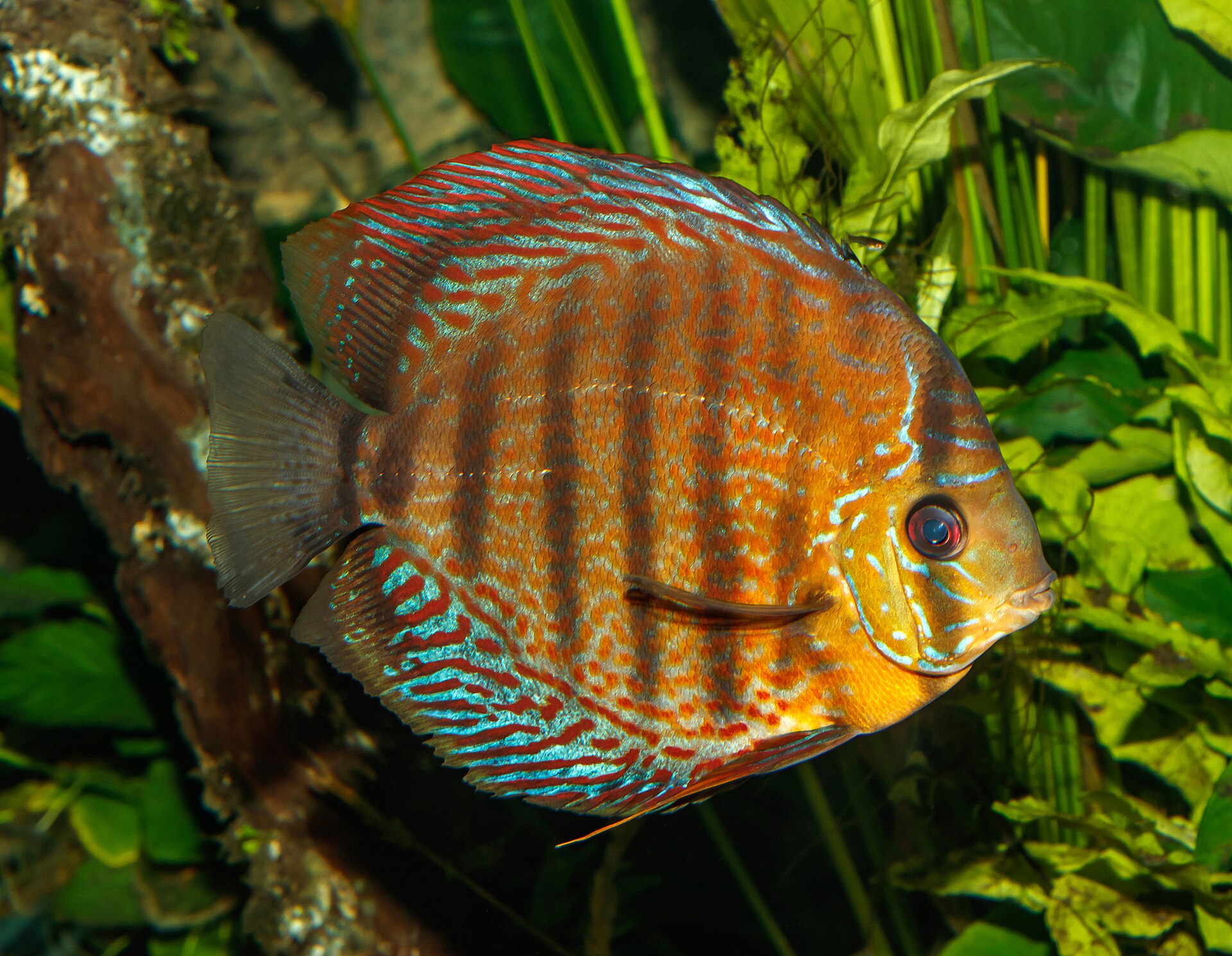 Close view of Discus (Symphysodon aequifasciatus)