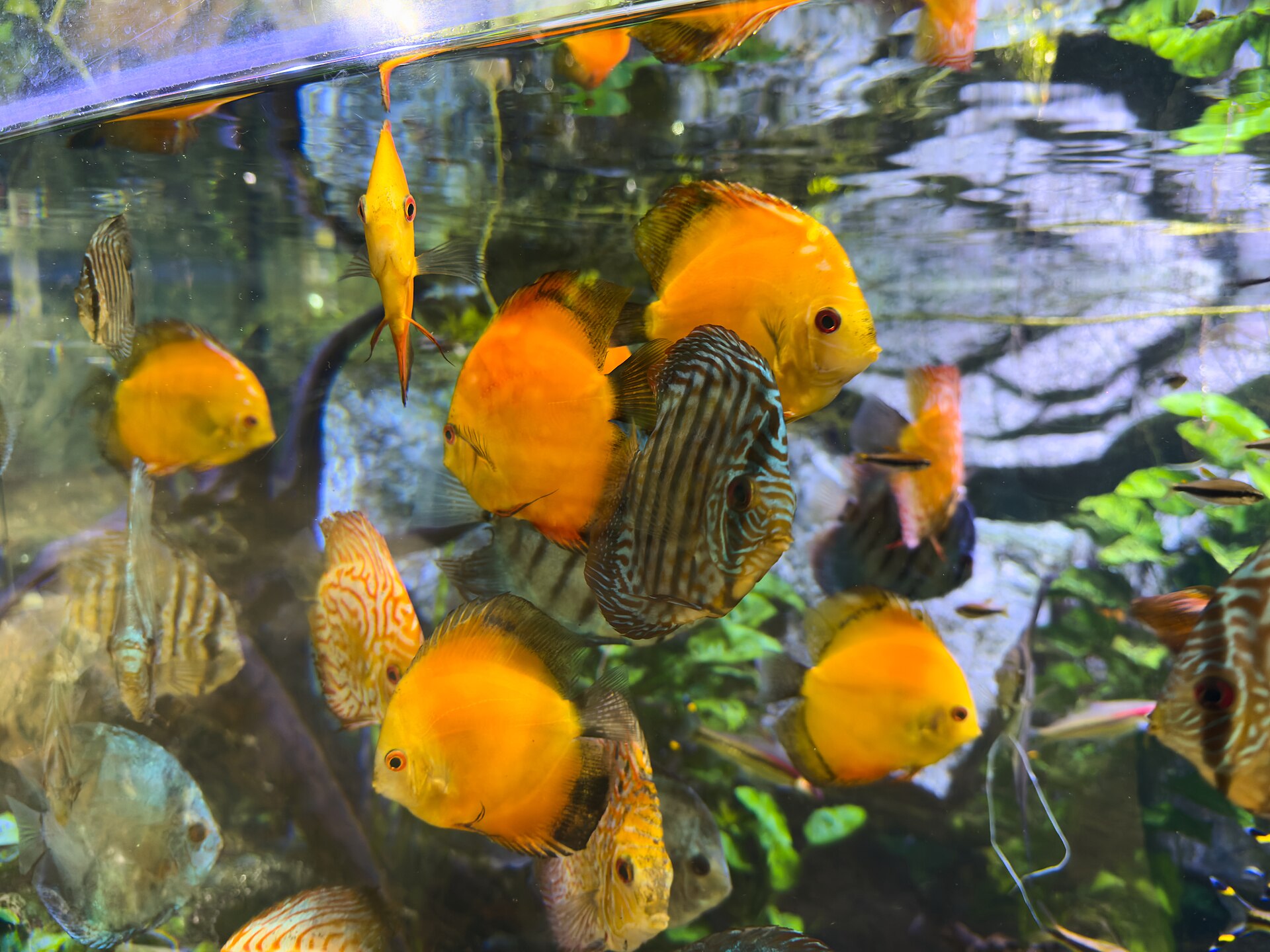 Discus (Symphysodon aequifasciatus)