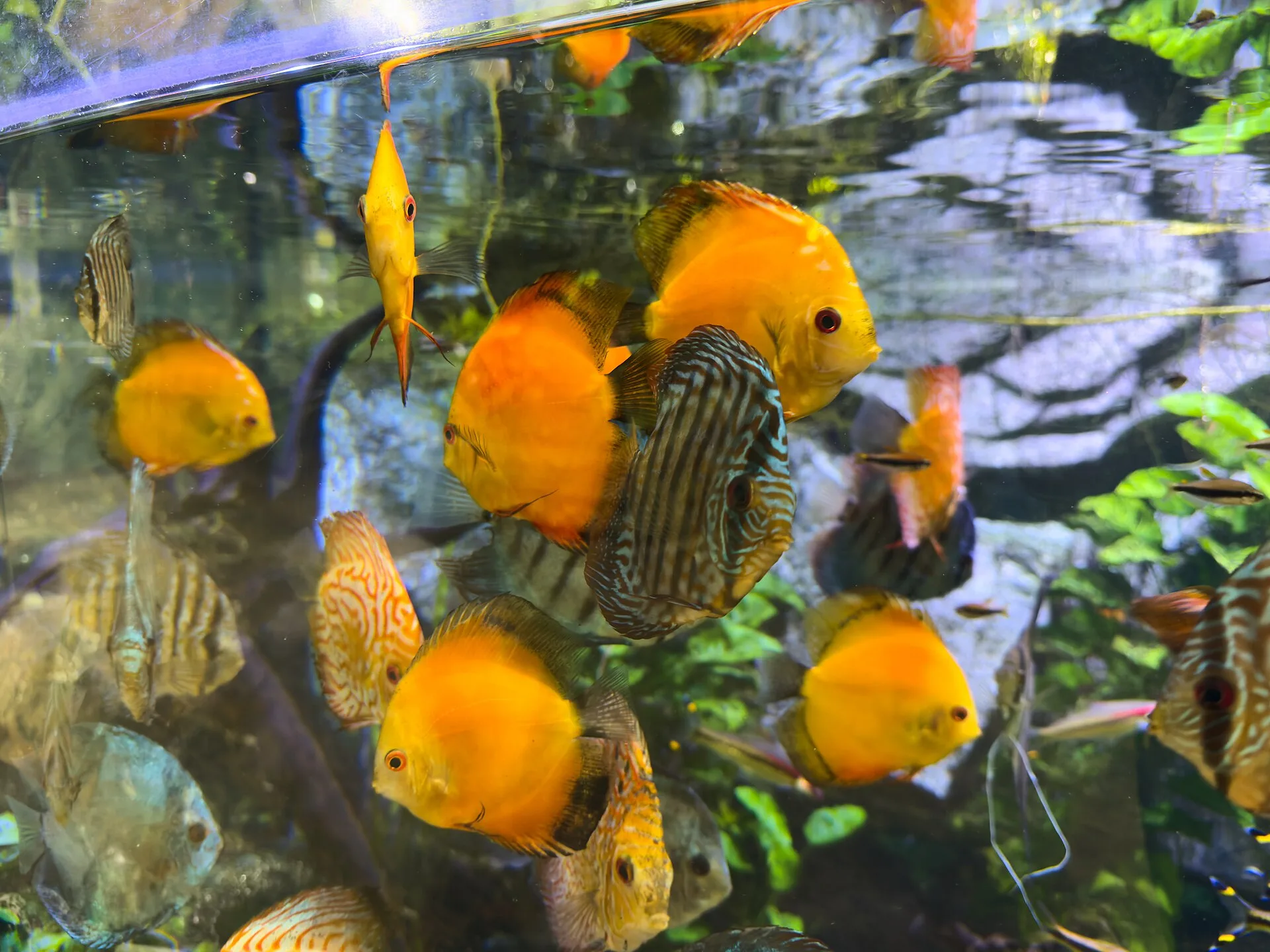 Discus (Symphysodon aequifasciatus)