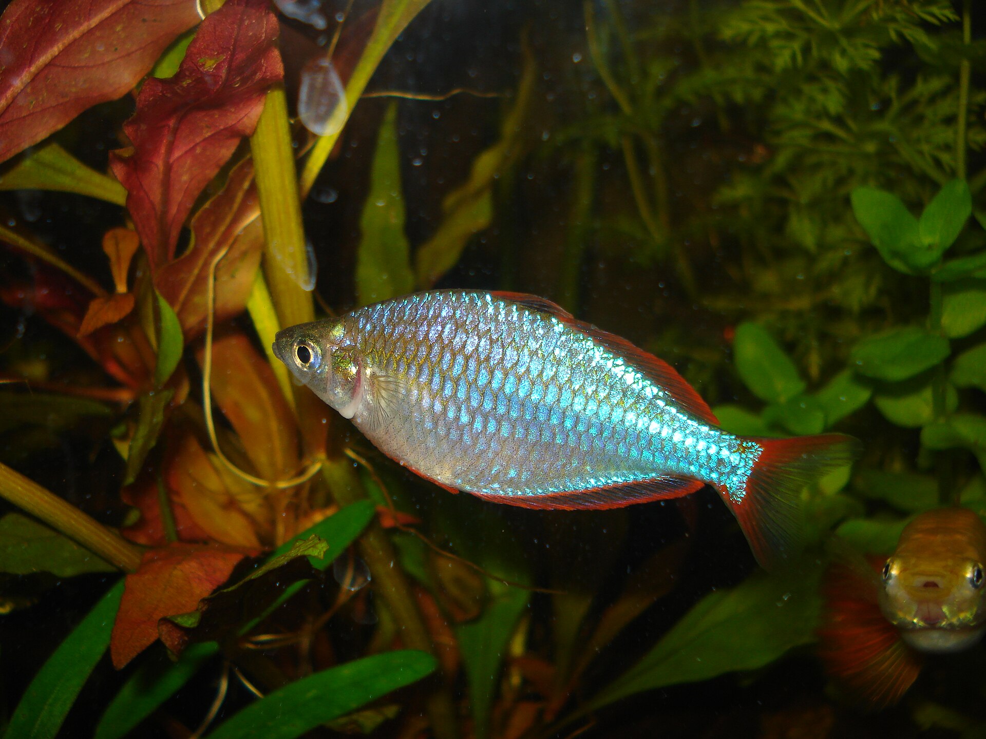 Close view of Dwarf Neon Rainbowfish (Melanotaenia praecox)