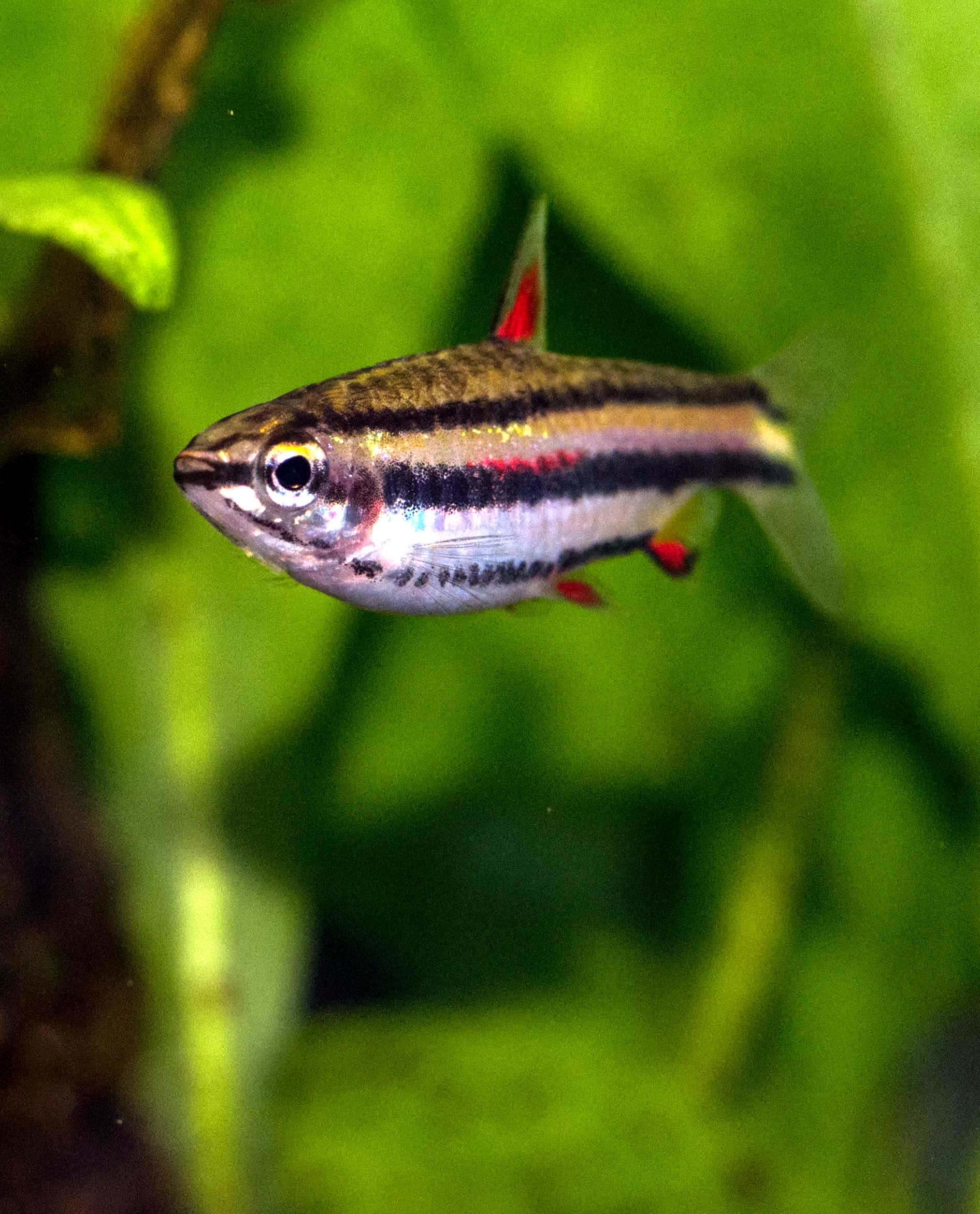 Dwarf Pencilfish (Nannostomus marginatus)