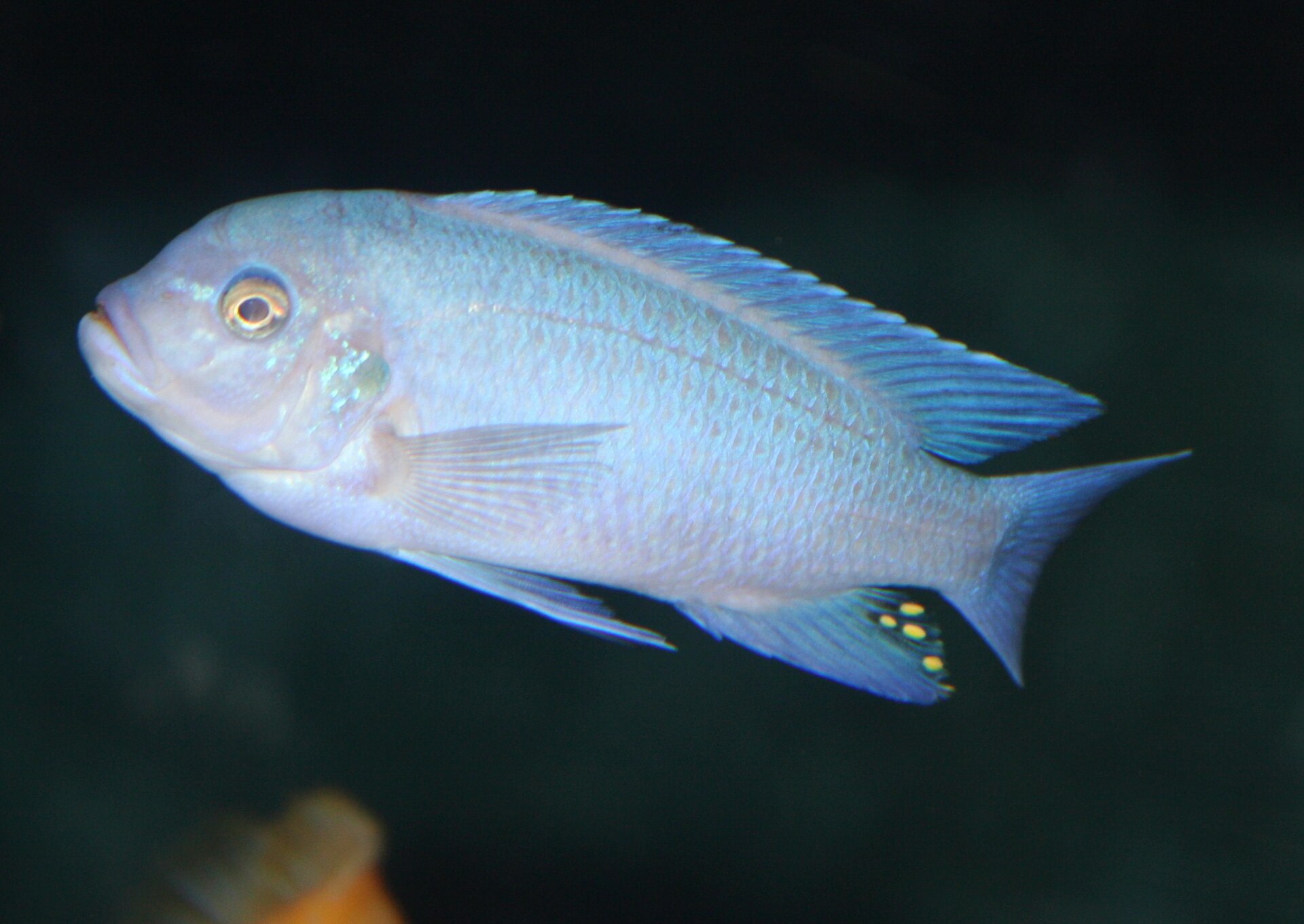 Close view of Electric Blue Hap (Sciaenochromis fryeri)