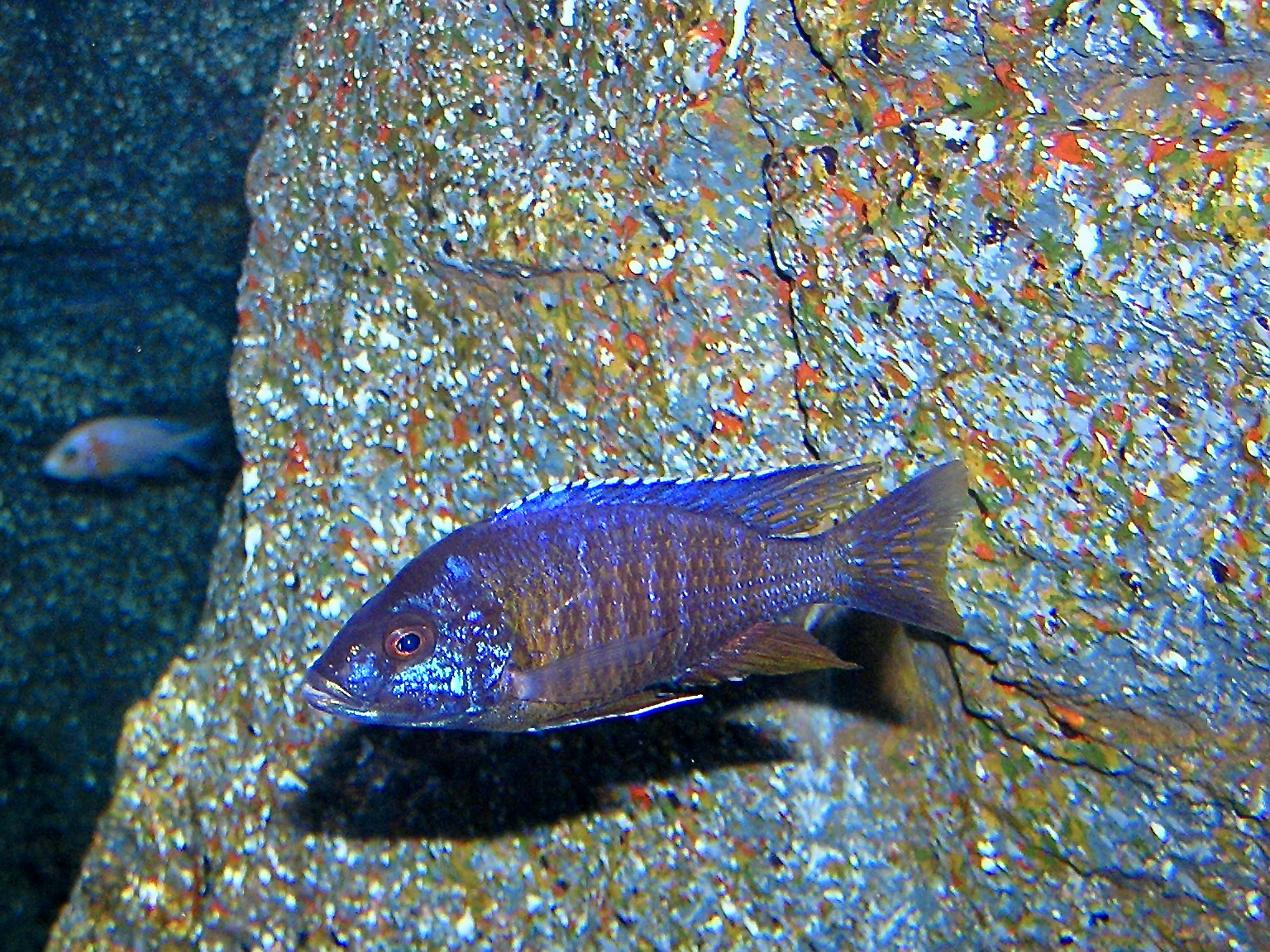 Electric Blue Hap (Sciaenochromis fryeri)