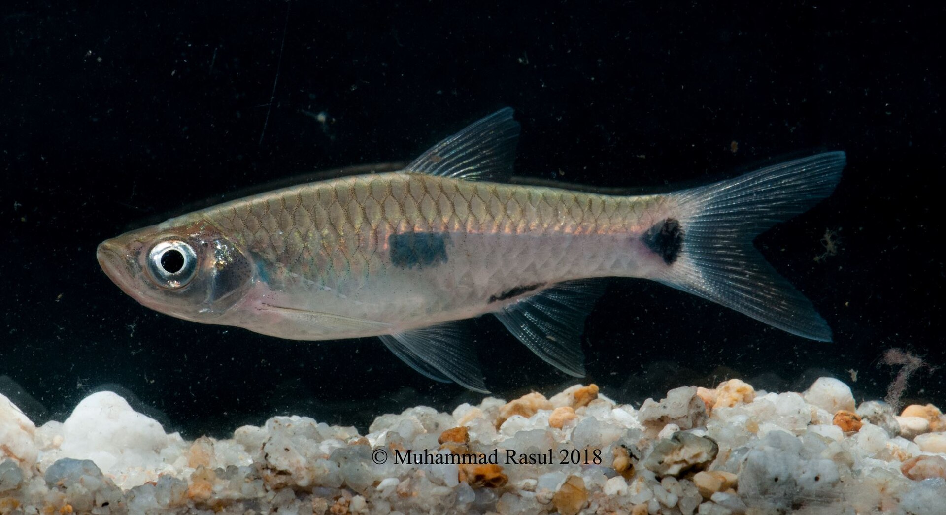 Close view of Elegant Rasbora (Rasbora elegans)