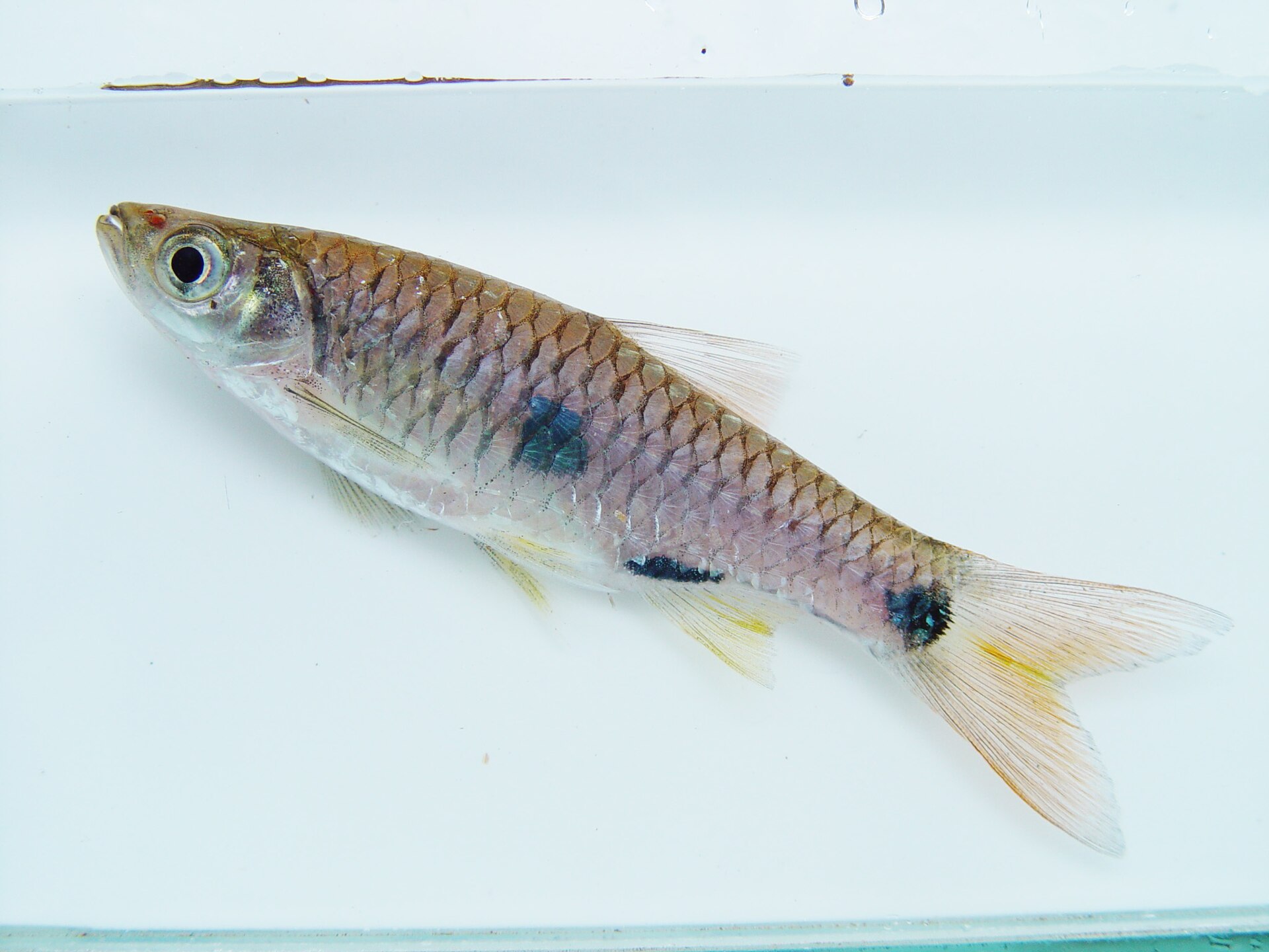 Elegant Rasbora (Rasbora elegans)