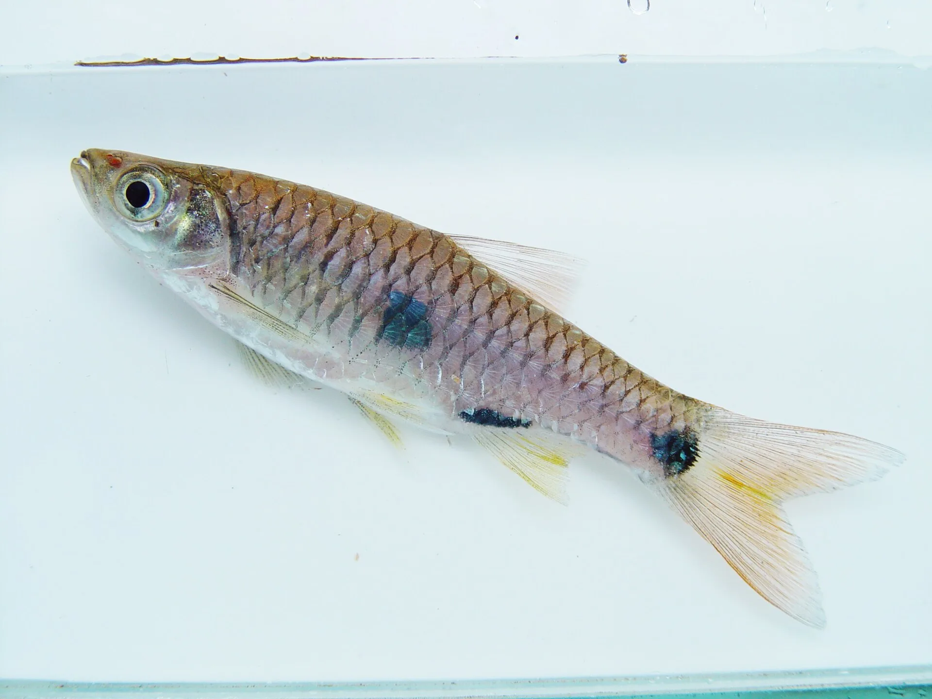 Elegant Rasbora (Rasbora elegans)